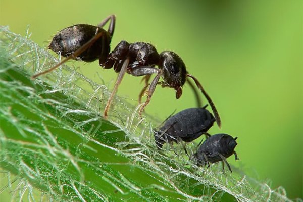 мураха і попелиці поруч 