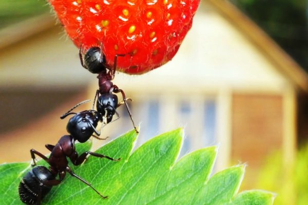 Що найбільше люблять мурахи?