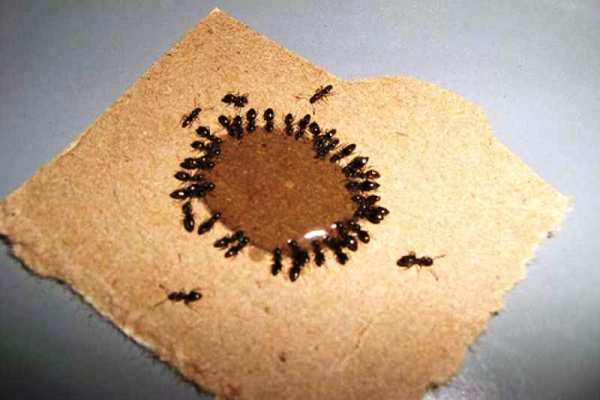 Приманка для мурах