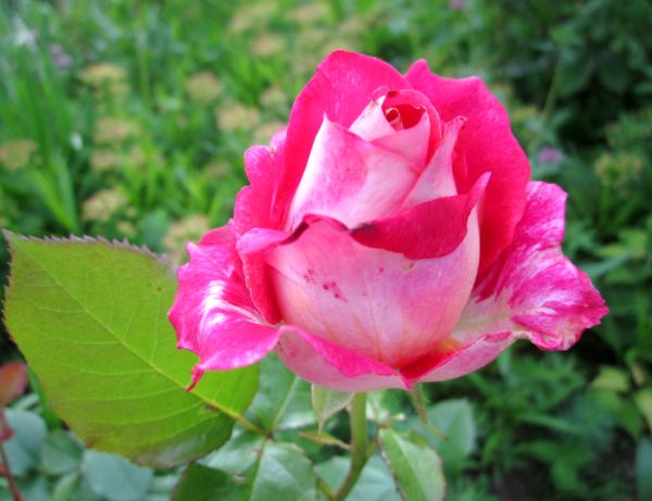 сорти троянд для теплиці