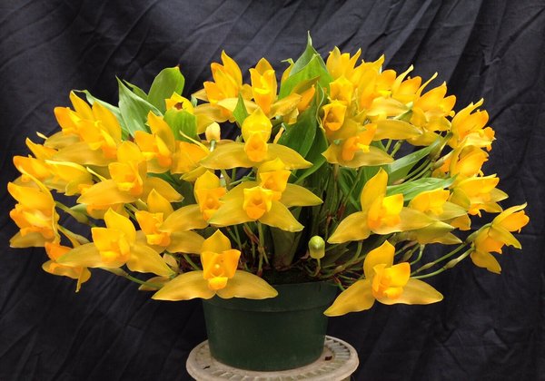 Lycaste-aromatica