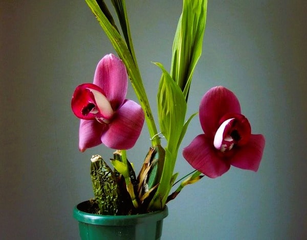 Lycaste-chita-sunset.