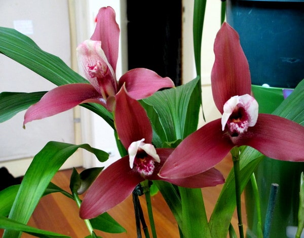 Вид Lycaste lasioglossa
