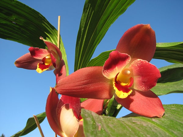 Сорт «Red Jewel»