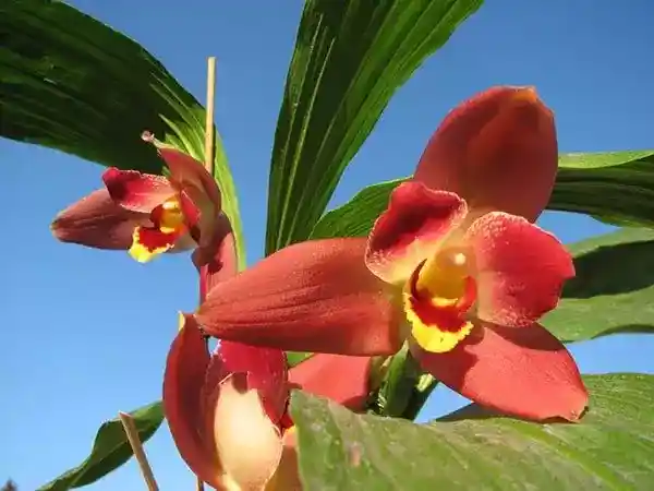 Сорт «Red Jewel»