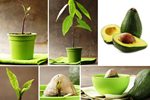 авокадо вирощування з насіння