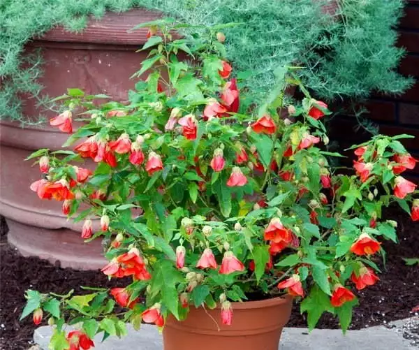 abutilon