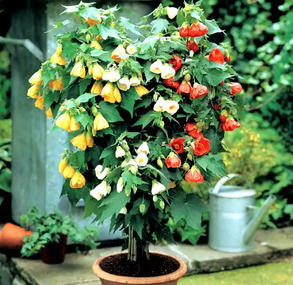 abutilon/abutilon-belljvju