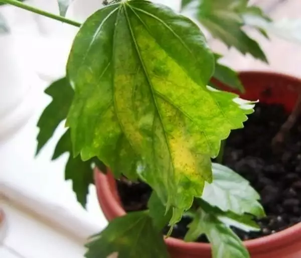 abutilon