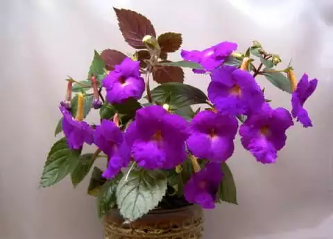 гібрид «Purple King» фото