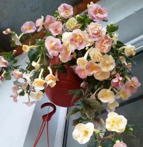Yellow-English-Rose фото