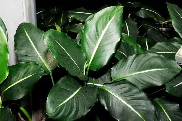 Dieffenbachia oerstedii