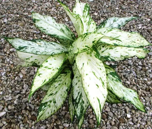 Dieffenbachia Starbright