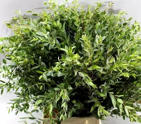 Eucalyptus