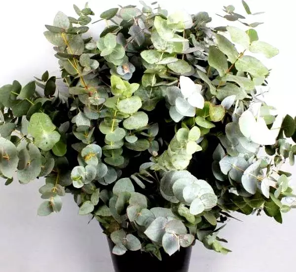 Eucalyptus--cinerea