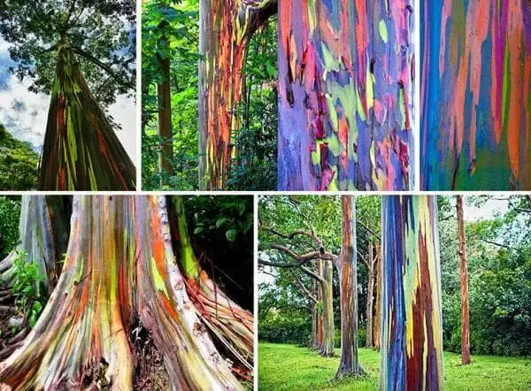 Eucalyptus deglupta
