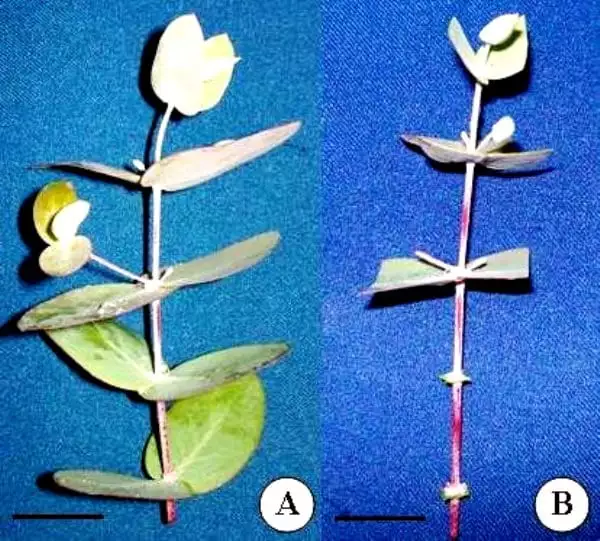 Eucalyptus
