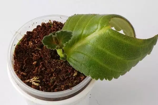 gloksynija