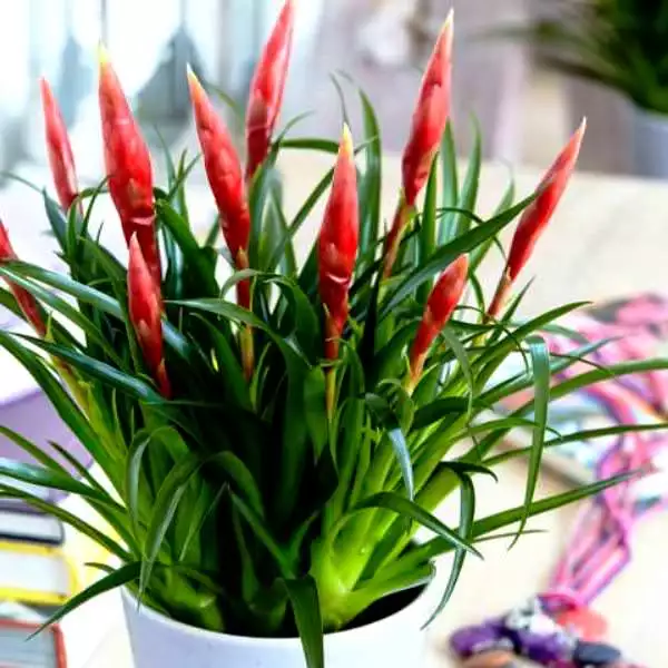 Vriesea Multiflower Astrid