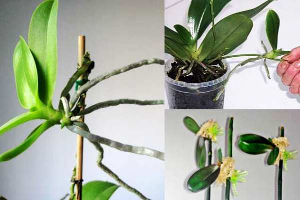 Розмноження орхідеї фото