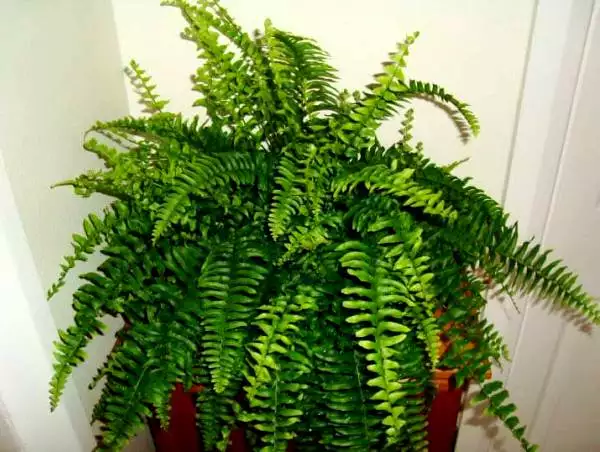 nefrolepis Bostoniensis