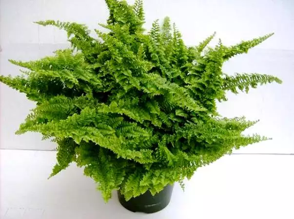 nefrolepis fluffy-ruffles