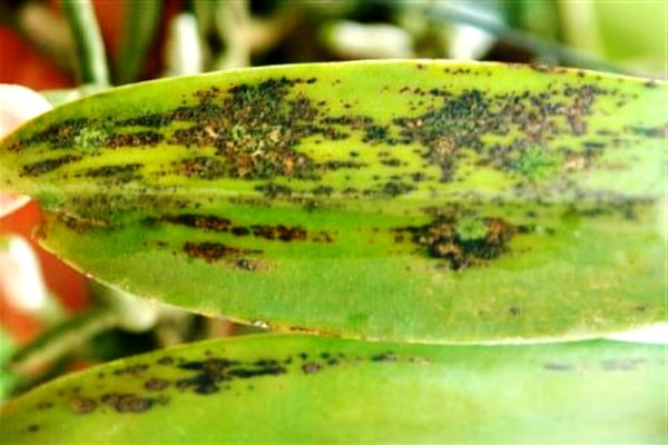 хвороби орхідей фаленопсис фото
