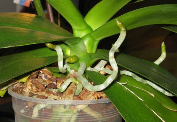 коріння орхідей