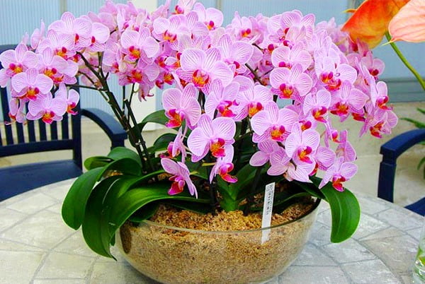 orchideja