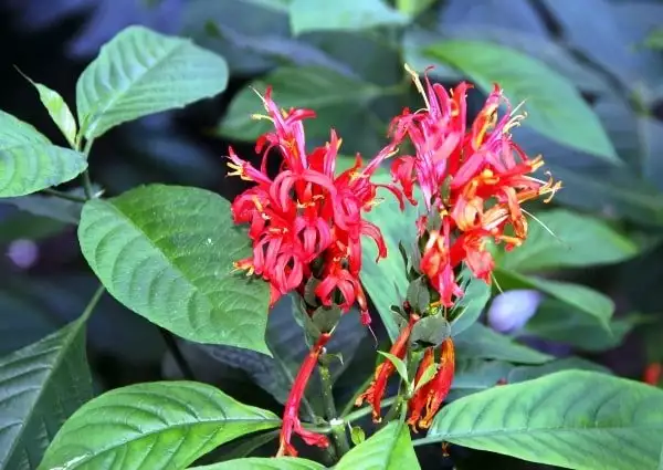 Pachystachys