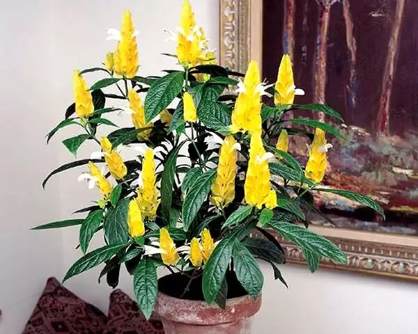 Pachystachys lutea