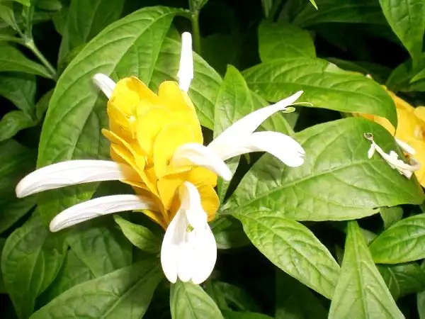 Pachystachys