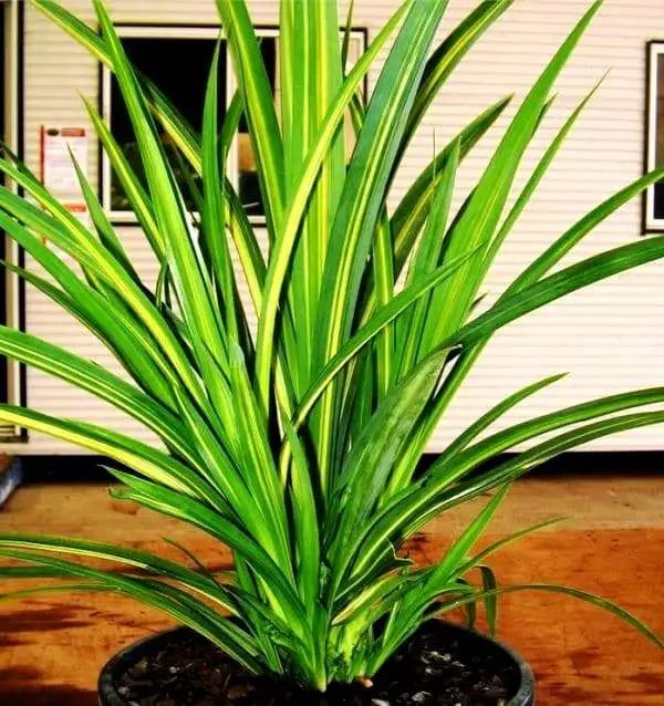 pandan