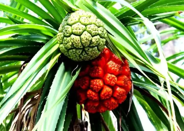 pandan