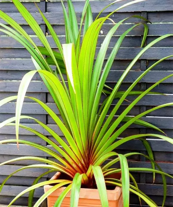 Pandanus
