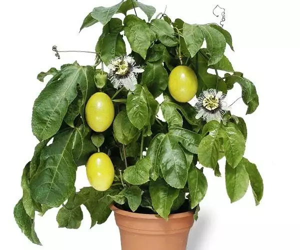 Passiflora-edulis