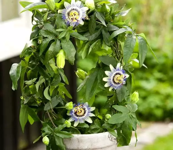 Passiflora