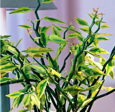 Pedilanthus titimaloidny