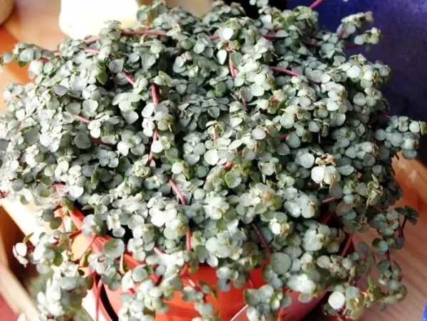 Pilea