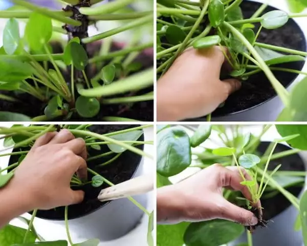 Pilea