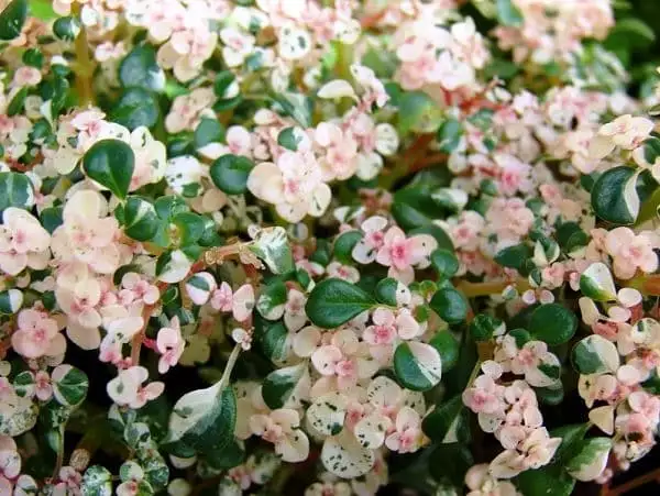 Pileа microphylla variegata