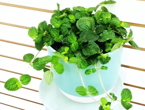 Pilea