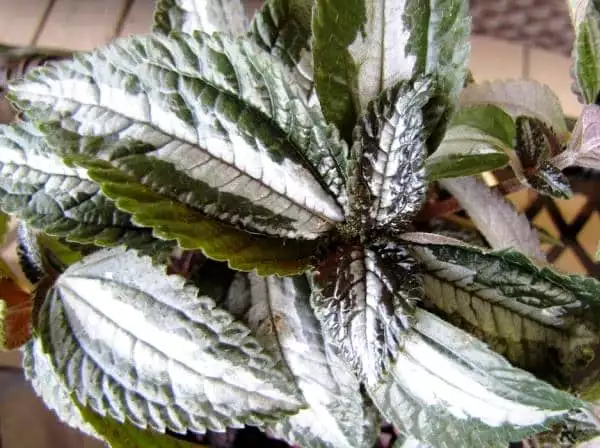 pilea Silver Tree