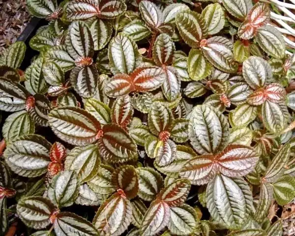pilea norfolk