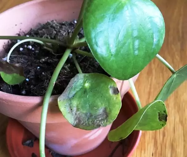 pilea