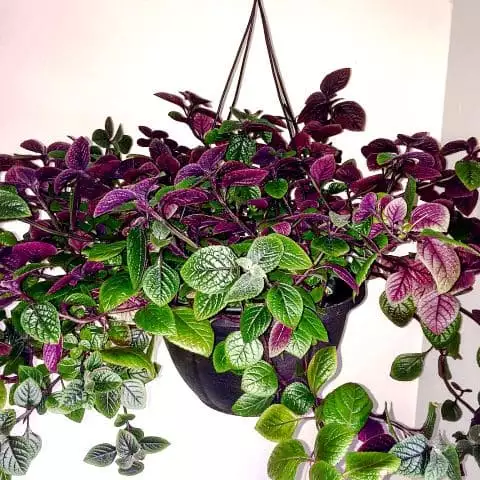 Plectranthus кімнатна м'ята фото