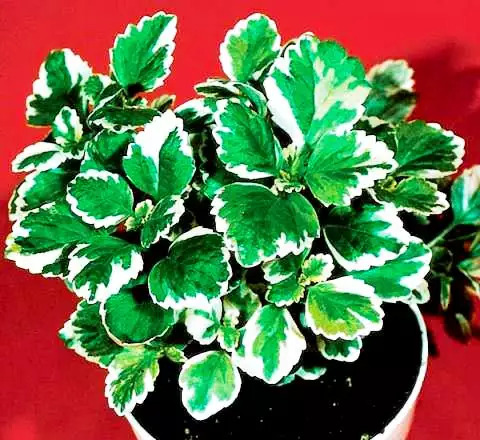 Plectranthus coleoides