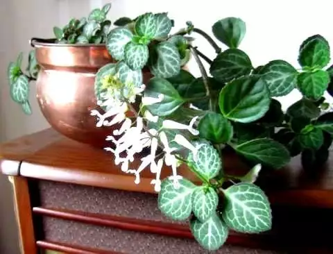 Plectranthus