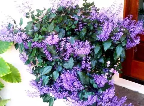 Mona Lavender