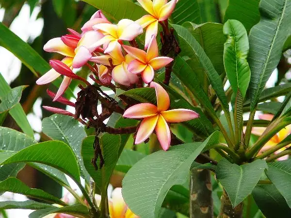 Plumeria